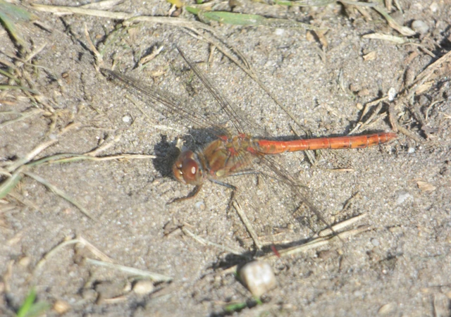 Sympetrum striolatum - harántsávos katona-szitakötő