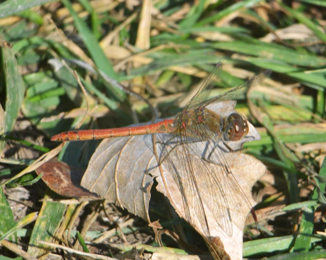 Sympetrum striolatum - harántsávos katona-szitakötő