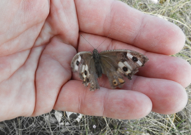 Hipparchia semele - barna szemeslepke