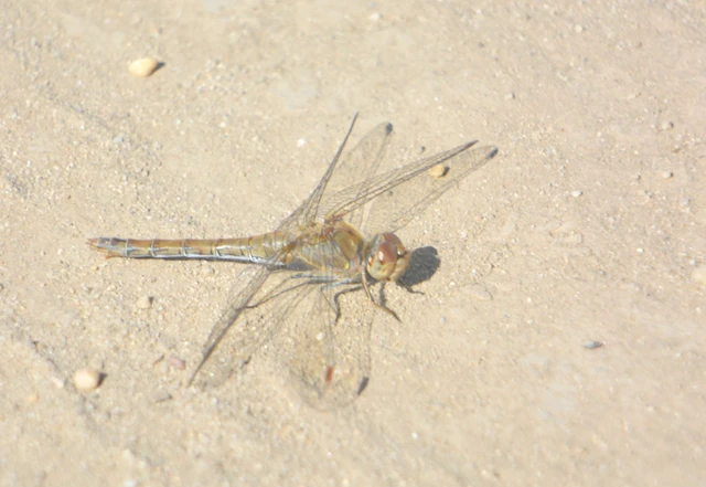 Sympetrum striolatum - harántsávos katona-szitakötő