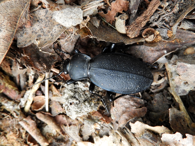 Carabus coriaceus - bőrfutrinka