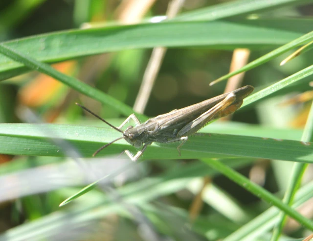 Chorthippus (Glyptobothrus) (subgenus)