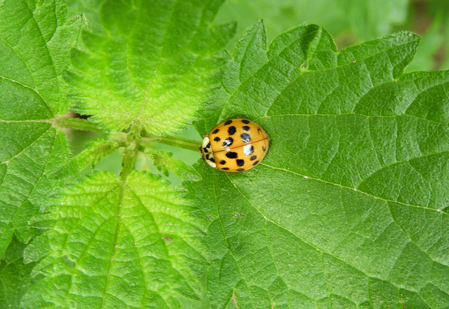 Harmonia axyridis - harlekinkatica