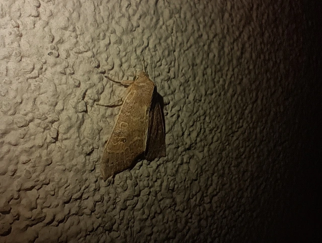 Cirrhia ocellaris - fakó sárgabagoly