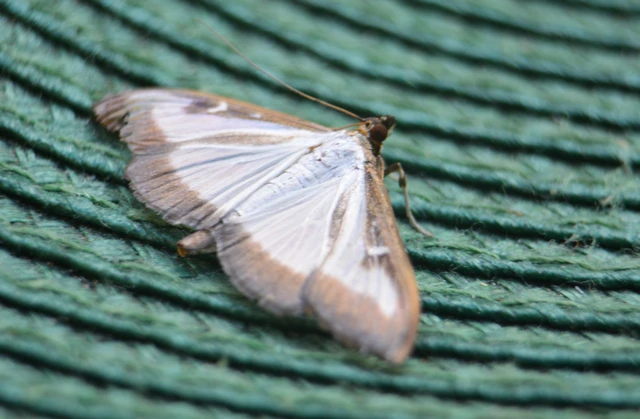 Cydalima perspectalis - puszpáng-tűzmoly