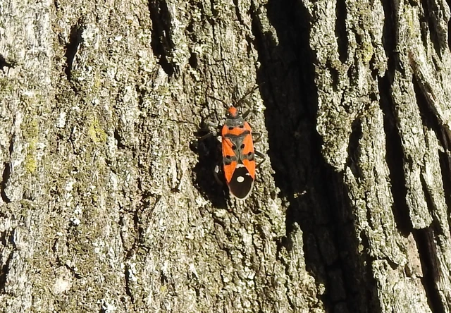 Lygaeus equestris/simulans