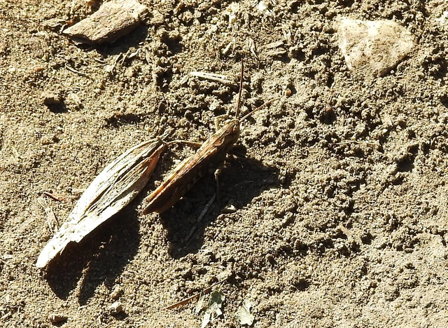 Chorthippus (Glyptobothrus) (subgenus)