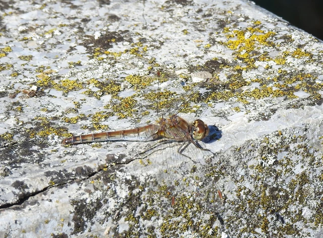 Sympetrum striolatum - harántsávos katona-szitakötő