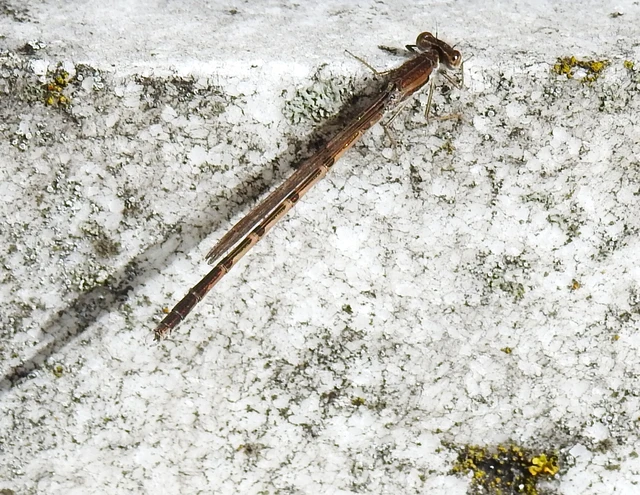 Sympecma fusca - téli rablószitakötő