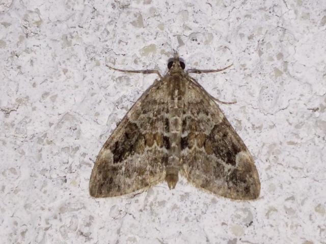 Thera variata/britannica