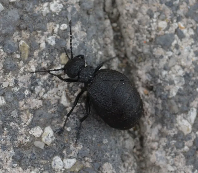 Meloe rugosus - ráncos nünüke