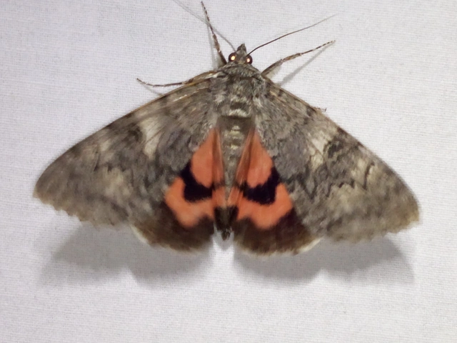 Catocala nupta - piros övesbagoly