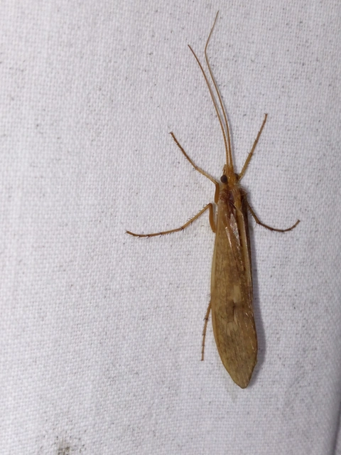 Trichoptera - Tegzesek