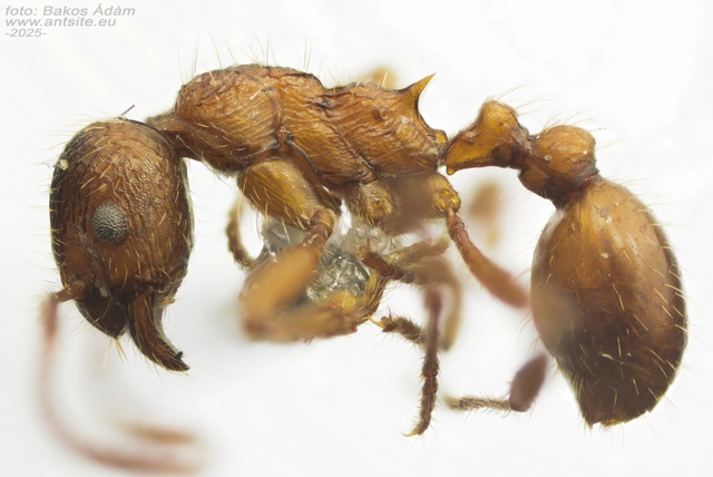 Myrmica rubra - közönséges bütyköshangya