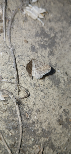Phibalapteryx virgata - szürke galajaraszoló