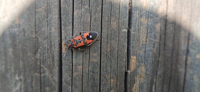 Lygaeus equestris/simulans