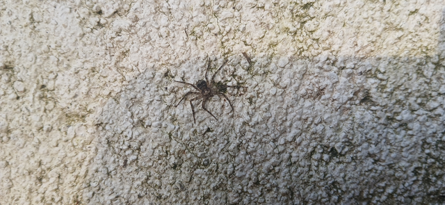 Philodromus
