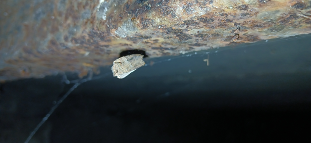 Hypena rostralis - közönséges karcsúbagoly
