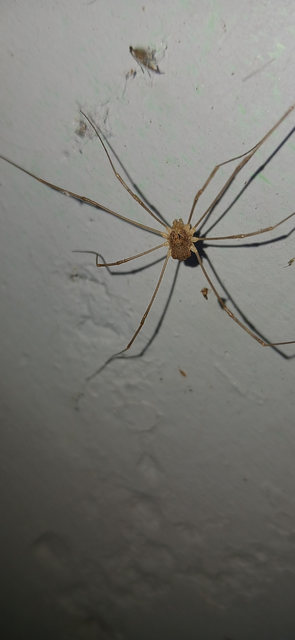Opiliones - Kaszáspókok