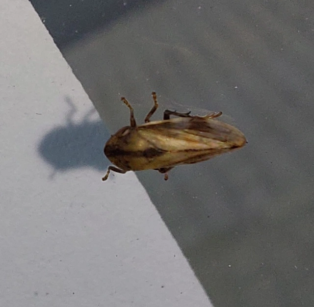 Neophilaenus campestris