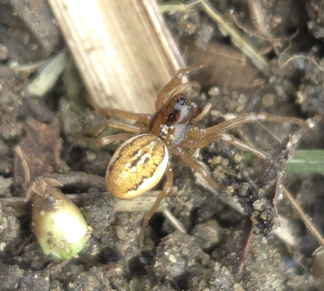 Pachygnatha clercki