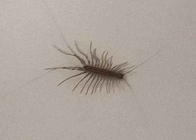Scutigera coleoptrata - légyölő pókszázlábú