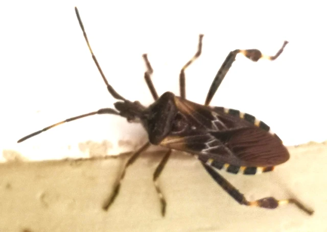 Leptoglossus occidentalis - nyugati levéllábú poloska Leptoglossus occidentalis - nyugati levéllábú poloska