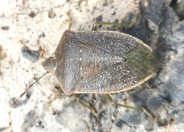 Nezara viridula - zöld vándorpoloska
