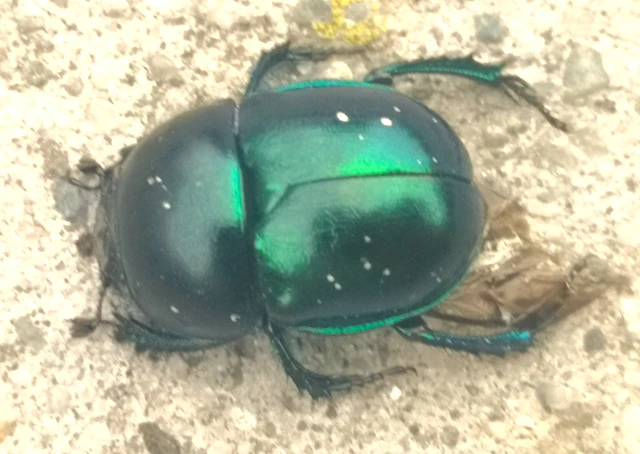 Trypocopris vernalis - tavaszi álganéjtúró