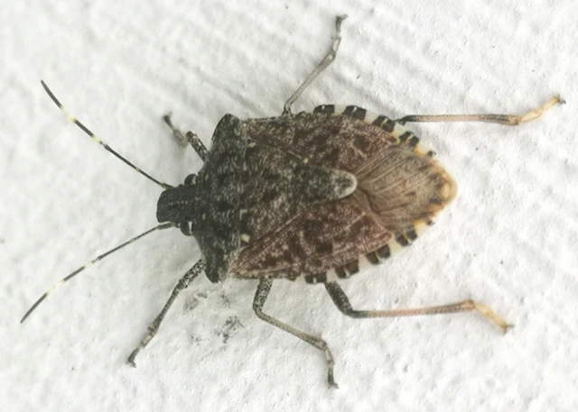 Halyomorpha halys - ázsiai márványospoloska