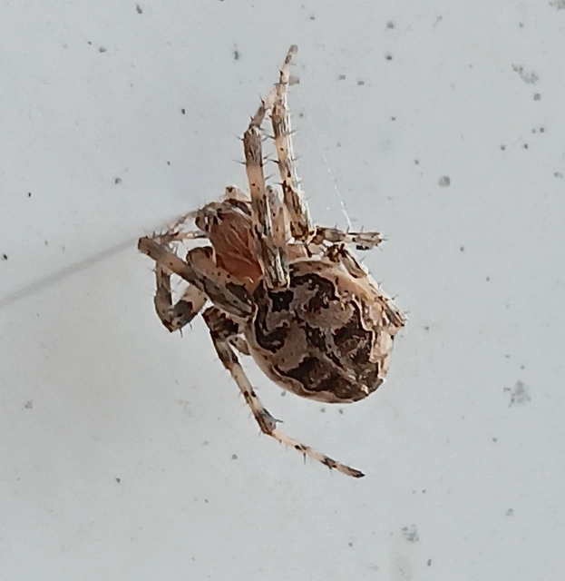 Larinioides cornutus - nádi keresztespók