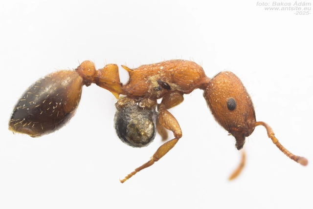 Temnothorax clypeatus - rozsdás kéreghangya