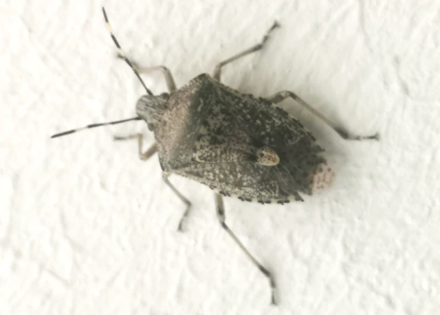 Rhaphigaster nebulosa - bencepoloska