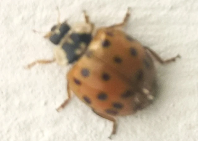 Harmonia axyridis - harlekinkatica