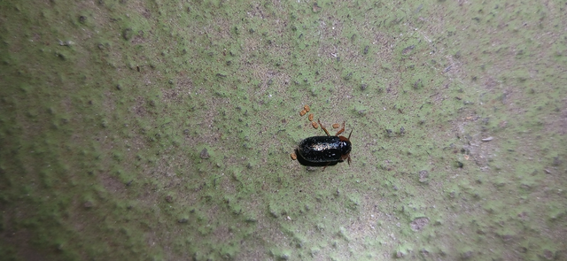 Smaragdina
