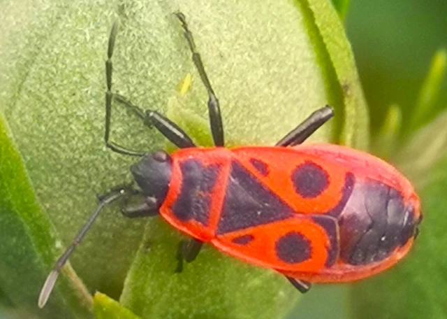 Pyrrhocoris apterus - verőköltő poloska