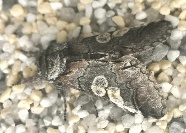 Diloba caeruleocephala - őszi kékesbagoly