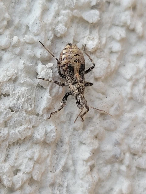 Coranus