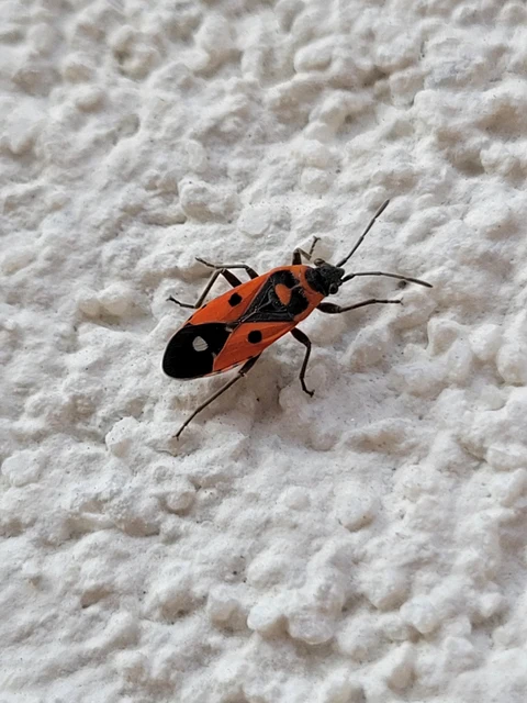 Melanocoryphus albomaculatus - nagy fehérfoltos-bodobács