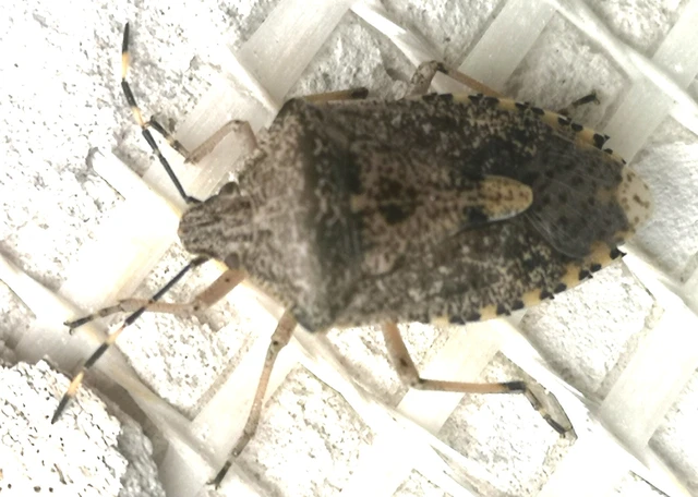 Rhaphigaster nebulosa - bencepoloska