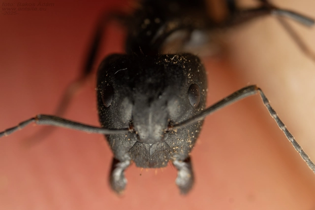 Camponotus aethiops - szőrös lóhangya