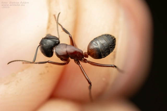 Camponotus ligniperda - faodvasító lóhangya