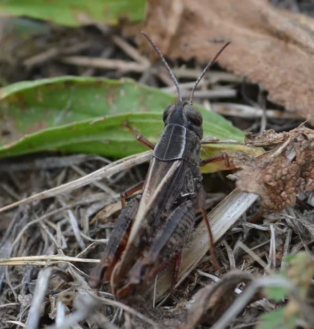 Calliptamus italicus - olaszsáska