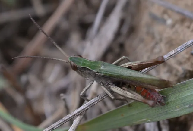 Chorthippus