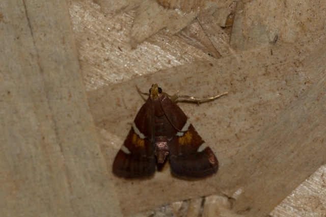 Pyralis regalis - pompás fényilonca