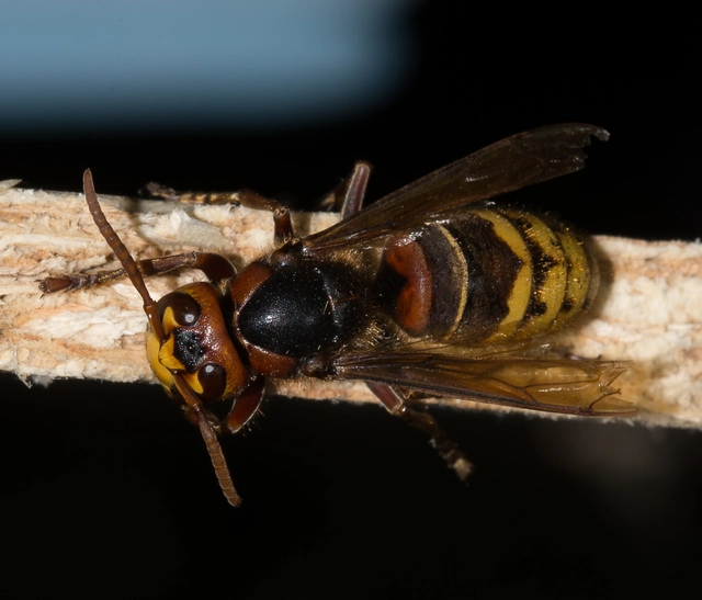 Vespa crabro - lódarázs