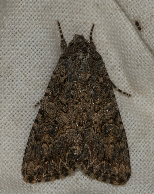 Hadula trifolii - lóherebagoly