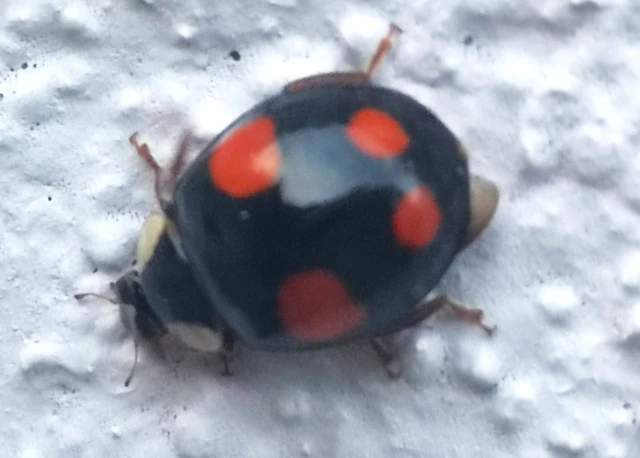 Harmonia axyridis - harlekinkatica