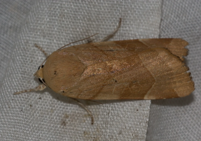 Noctua fimbriata - szélessávú sárgafűbagoly