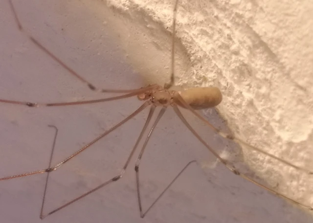 Pholcus phalangioides - nagy álkaszáspók